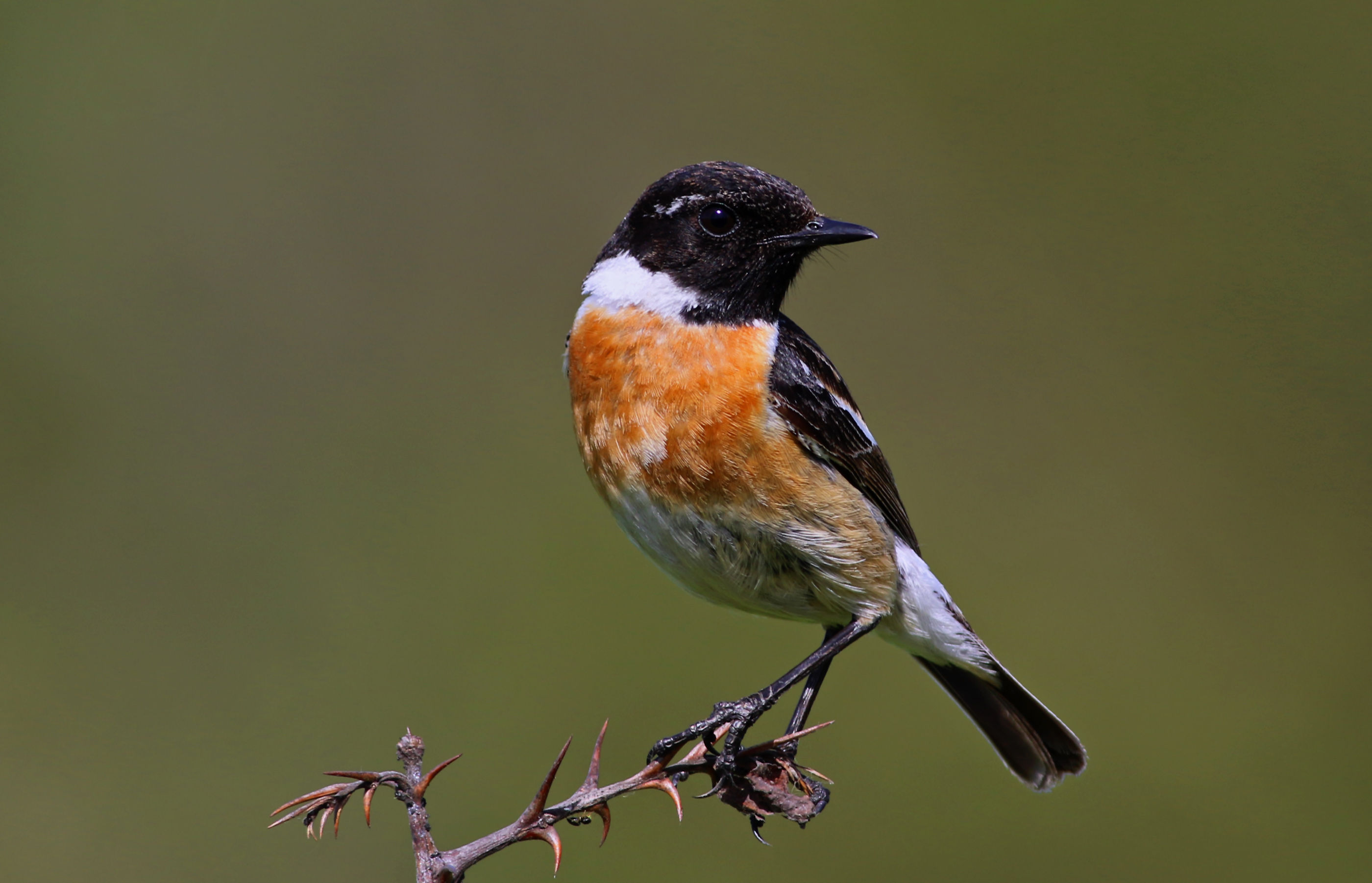 European Stonechat